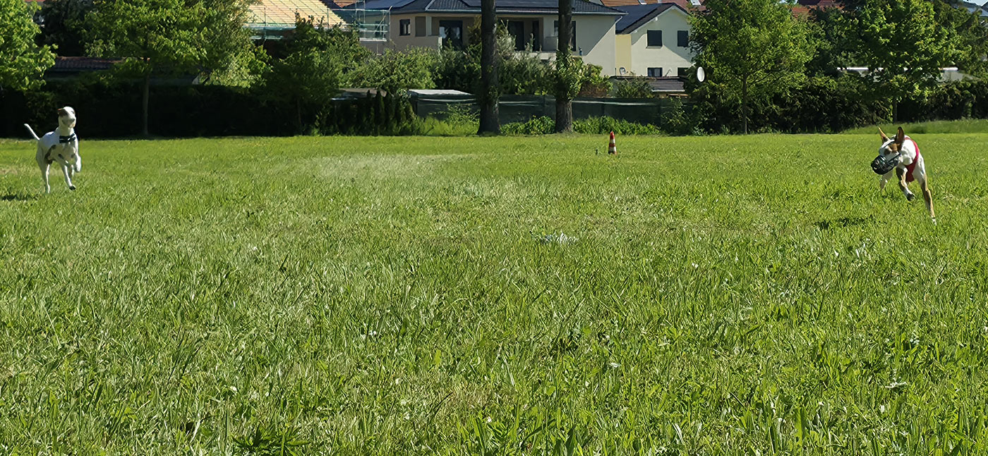 Türinger Windhundclub, Tüttleben, CAC Okt. 2023