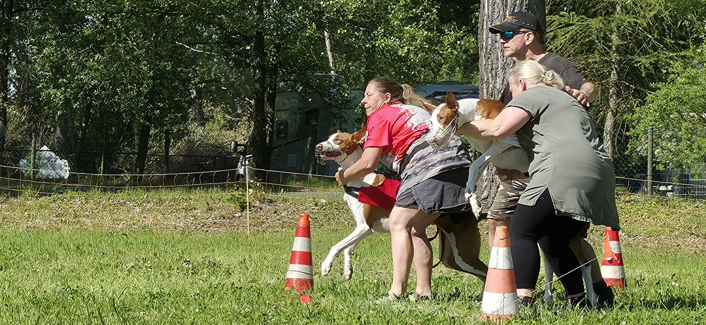 Türinger Windhundclub, Tüttleben, CAC Okt. 2023