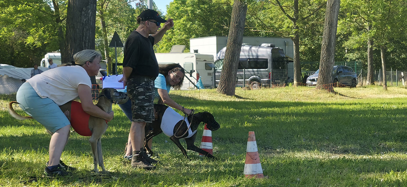 Türinger Windhundclub, Tüttleben, CAC Okt. 2023