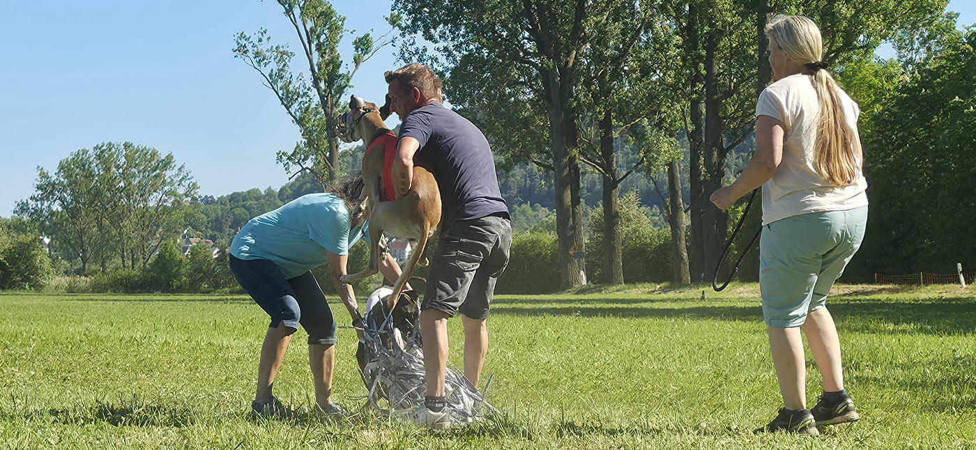Türinger Windhundclub, Tüttleben, CAC Okt. 2023
